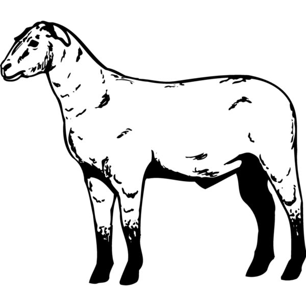 SHEEP009 Thumbnail